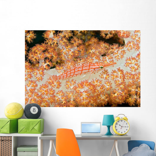 Malaysia, Sipidan Island, Longnose Hawkfish On Alcyonarian Coral Wall Mural