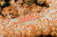 Malaysia, Sipidan Island, Longnose Hawkfish On Alcyonarian Coral Wall Mural