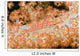 Malaysia, Sipidan Island, Longnose Hawkfish On Alcyonarian Coral Wall Mural
