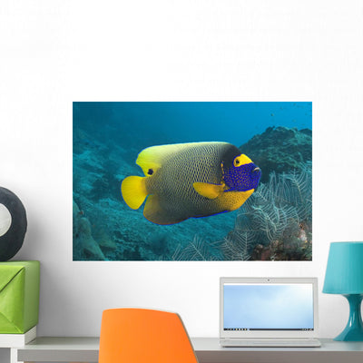 Malaysia Blue-face Angelfish near Wall Mural shown on a wall