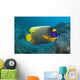 Malaysia, Blue-Face Angelfish Near Ocean Floor Wall Mural