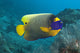 Malaysia, Blue-Face Angelfish Near Ocean Floor Wall Mural