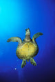 Hawaii, Green Sea Turtle Swimming In Clear Blue Water, View From Below Wall Mural