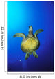 Hawaii, Green Sea Turtle Swimming In Clear Blue Water, View From Below Wall Mural