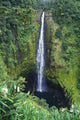 Hawaii, Big Island, Akaka Falls, Lush Greenery In Foreground Wall Mural