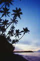 Fiji, Palm Trees Line The Beach At Twilight Wall Mural