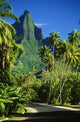 Tropical Green Surroundings Wall Mural