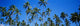 Grove Of Palm Trees, Bright Blue Sky, Panoramic Wall Mural
