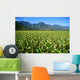 Hawaii, Kauai, Hanalei Valley, Close-Up Wet Taro Farm Wall Mural