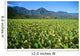 Hawaii, Kauai, Hanalei Valley, Close-Up Wet Taro Farm Wall Mural