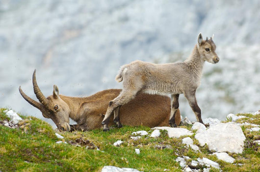 Mother Ibex and Young Wall Decal