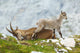 Mother Ibex and Young Wall Decal