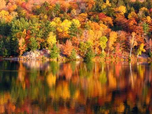 Morning Lake Wall Decal