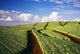 Hawaii, Maui, Pukalani, Pineapple Fields Stretch Out To The Horizon Wall Mural
