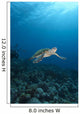 Hawksbill Sea Turtle