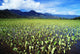 Scenic Mountains And Blue Sky Wall Mural