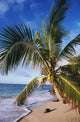 Hawaii, Coconut Laying On A Sandy Tropical Beach Beneath A Palm Tree Wall Mural