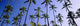 Hawaii, Kauai, Coconut Grove At Wailua, Panoramic Wall Mural
