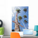 Fiji, Vanua Levu, Tall Coconut Trees And Sign Beware Of Falling Nuts Wall Mural