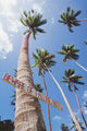 Fiji, Vanua Levu, Tall Coconut Trees And Sign Beware Of Falling Nuts Wall Mural