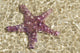 Close-Up Of Purple Starfish Seen Through Crystal Clear Rippling Water Wall Mural