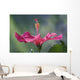 Close-Up Of Beautiful Bright Pink Hibiscus Wall Mural