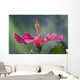 Close-Up Of Beautiful Bright Pink Hibiscus Wall Mural