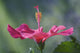 Close-Up Of Beautiful Bright Pink Hibiscus Wall Mural