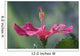 Close-Up Of Beautiful Bright Pink Hibiscus Wall Mural