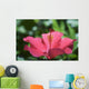 Close-Up Of Beautiful Bright Pink Hibiscus Wall Mural