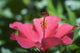 Close-Up Of Beautiful Bright Pink Hibiscus Wall Mural