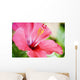 Close-Up Of Beautiful Bright Pink Hibiscus Wall Mural
