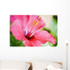 Close-Up Of Beautiful Bright Pink Hibiscus Wall Mural