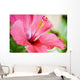 Close-Up Of Beautiful Bright Pink Hibiscus Wall Mural