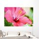 Close-Up Of Beautiful Bright Pink Hibiscus Wall Mural