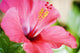Close-Up Of Beautiful Bright Pink Hibiscus Wall Mural