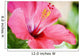 Close-Up Of Beautiful Bright Pink Hibiscus Wall Mural