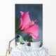 Close-Up Of Beautiful Bright Pink Hibiscus Wall Mural