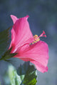 Close-Up Of Beautiful Bright Pink Hibiscus Wall Mural