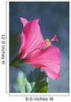 Close-Up Of Beautiful Bright Pink Hibiscus Wall Mural