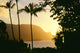 Yellow Sunset Through Palm Trees And Vegetation Wall Mural