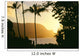 Yellow Sunset Through Palm Trees And Vegetation Wall Mural