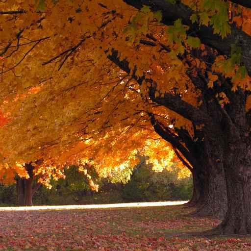 Trees Fall Wall Decal