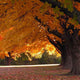 Trees Fall Wall Decal
