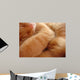 Cat Called Love Wall Mural