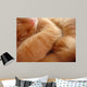 Cat Called Love Wall Mural