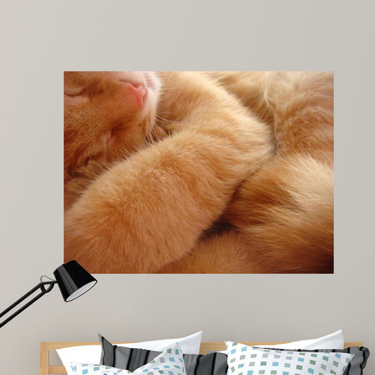 Cat Called Love Wall Mural
