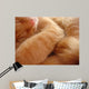 Cat Called Love Wall Mural
