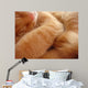 Cat Called Love Wall Mural