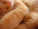 Cat Called Love Wall Mural